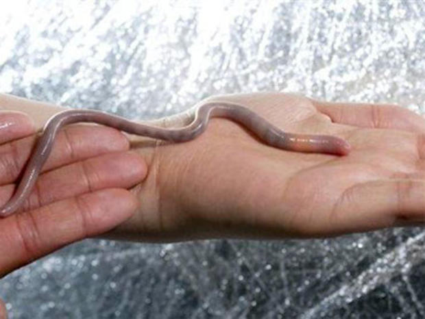 An adult giant Palouse earthworm stretches nearly to its full length of 10 to 12 inches in the laboratory at the University of Idaho in Moscow, Idaho, Monday, April 12, 2010.  Two living specimens of the fabled giant Palouse earthworm have been captured f 