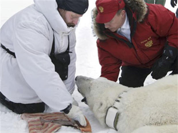 Russian Prime Minister Vladimir Putin, right, fixes a radio beacon on a neck of a polar bear, which was anaesthetized, during a visit to a research institute at the Franz Josef Land archipelago in the Arctic Ocean on Thursday, April 29, 2010 