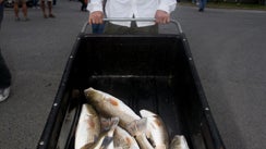 Mike Oswald of Plano, Texas, carries redfish that he caught ten miles south of the South Pass of the Mississippi River on the Louisiana coast in Venice, La., Friday, April 30, 2010. 