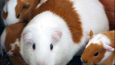 guineapig.jpg 