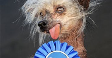 Former World's Ugliest Dog Miss Ellie Dies at 17 - CBS News