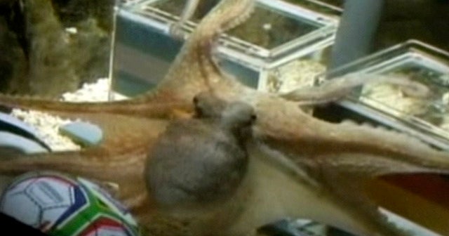 Octopus Predicts World Cup Winners CBS News