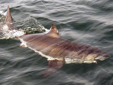 young great white shark off new england 