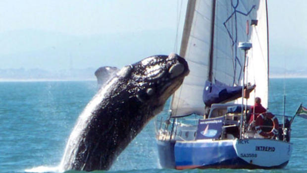 Whale Lands on Yacht 