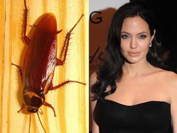 Angelina_Jolie_and_Cockroach.jpg 