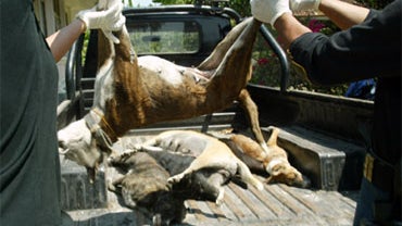 In this photo taken Thursday, Nov. 12, 2009, Indonesian health officials load dead dogs onto a truck during a culling in Denpasar, Bali, Indonesia.  