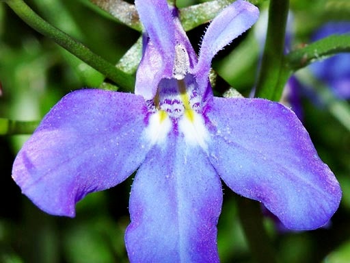 Lobelia.jpg 