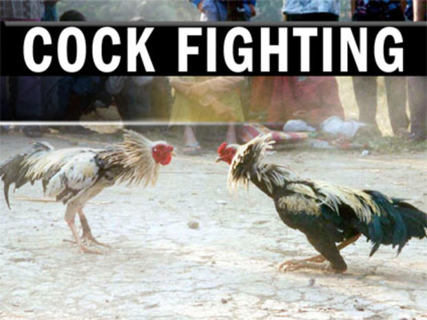 82-year-old Cockfighting 