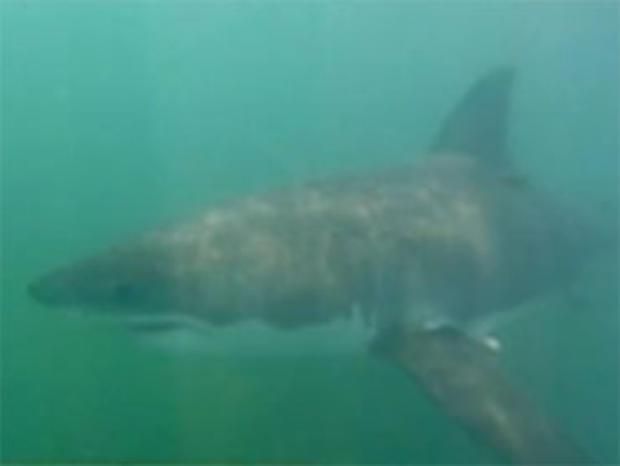 A photo taken from footage of great white shark by Chuck Patterson. 