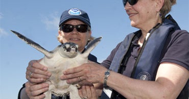 First Oiled Turtles Released in Gulf after Rehab - CBS News