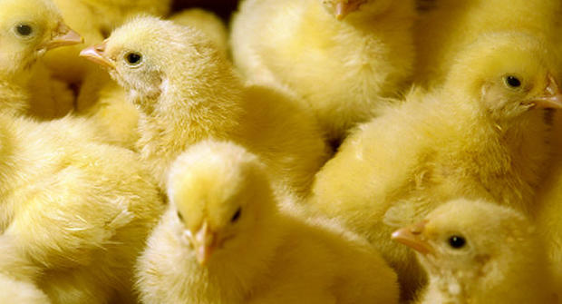 chickens, chicks, factory farm, farm, salmonella, generic, stock 