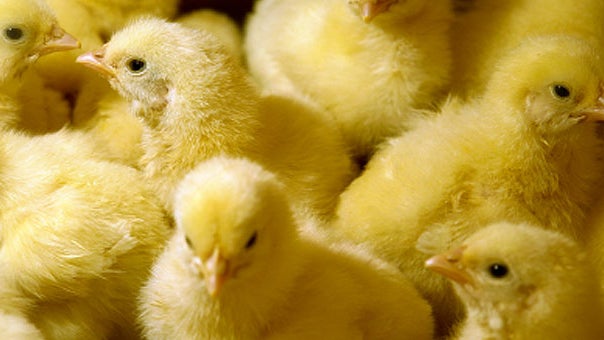 chickens, chicks, factory farm, farm, salmonella, generic, stock 