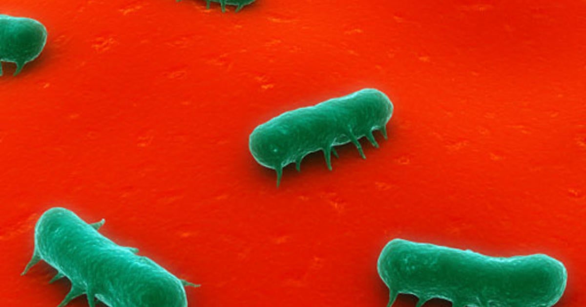 Salmonellatainted turkey meat blamed for deadly outbreak CBS News