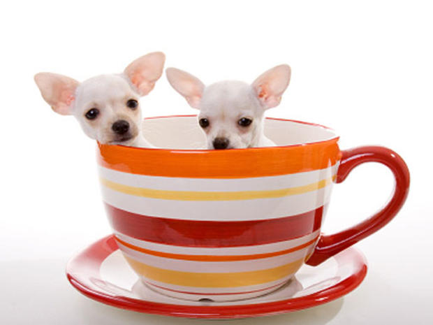 dogs, coffee, tea, cup, generic, stock, cute, dog, puppies, puppy 
