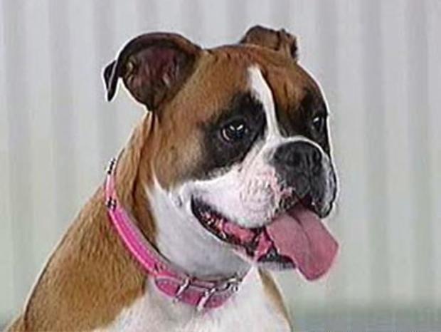 boxer-named-patches.jpg 