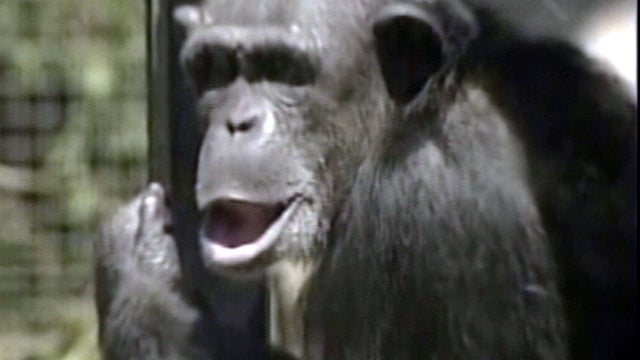 noco_0827_CHIMPS.jpg 