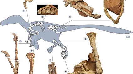 carousel Reconstruction of the skeletal anatomy of Balaur bondoc. Around 70 million years ago a stocky dragon stalked what is now Romania. (AP Photo/PNAS) 