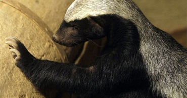 "Fearless" Honey Badger Escapes from Prague Zoo CBS News