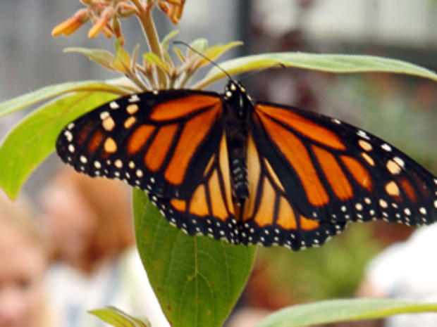 monarch butterfly 