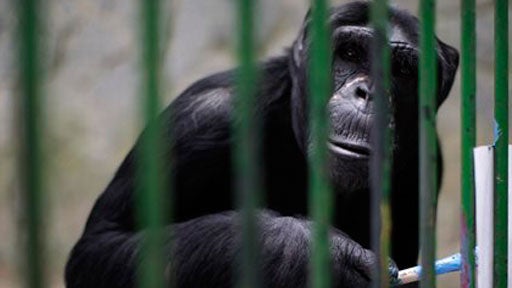 painting chimp, Jimmy, Brazil, zoo 