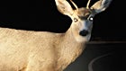 DeerHeadlightsThumb_140x100.jpg 