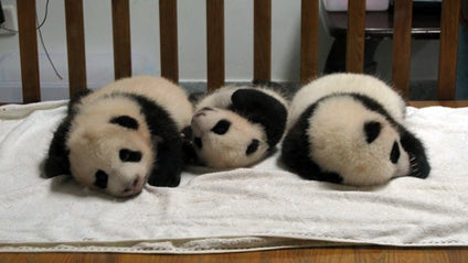 carousel: Pandas are notoriously bad at mating, and infant pandas have trouble surviving in the wild. Chinese researchers have spent years perfecting panda breeding techniques and many more panda cubs are being born every year.  