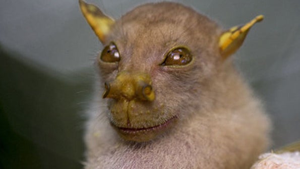 200 Species of Plants, Animals Discovered in Papua New Guinea - CBS News 200 Species of Plants, Animals Discovered in Papua New Guinea - CBS News