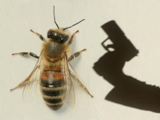 Honeybee Gunman? Police Hunt Ill. Shooter Who Asked About Bees 