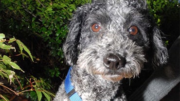 Rocky is a 2 year old male/neutered Poodle mix. He is very friendly and playful, with a very cheerful disposition. 