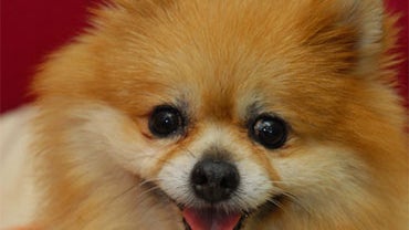 Cody is a 7-year-old male/neutered Pomeranian. He is very sweet and quiet. 
