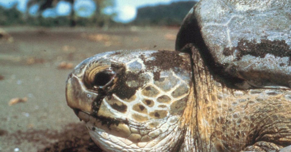 Sea Turtles of the Gulf of Mexico