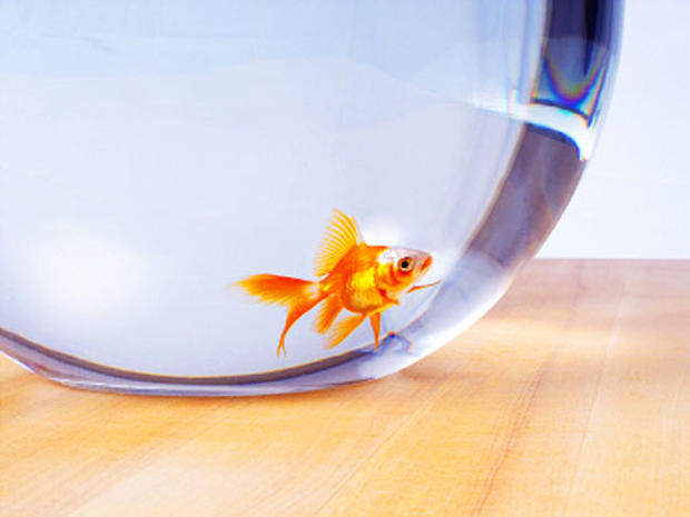 goldfish.jpg 