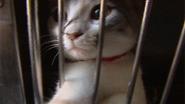 Women Had 77 Cats Living In 2 Cars 