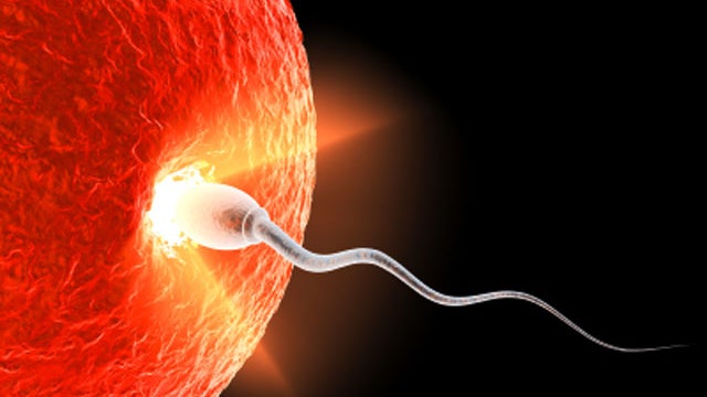 sperm, sperm killers, egg, generic, 4x3 