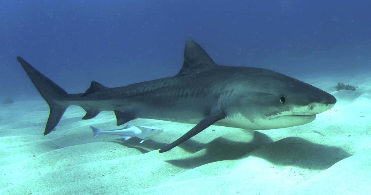 Five Most Dangerous Sharks to Humans