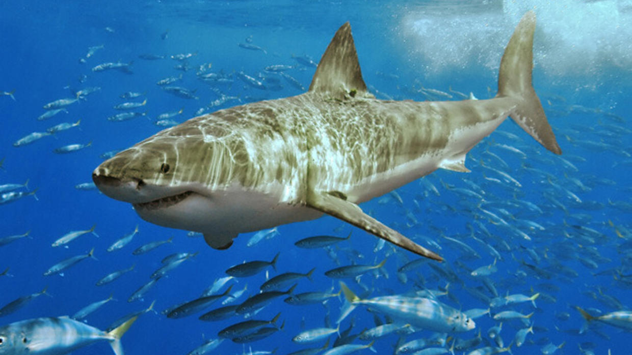 Great White Shark Becomes Twitter Star CBS News   Greatwhite 