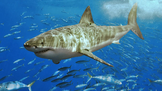 Five Most Dangerous Sharks to Humans 