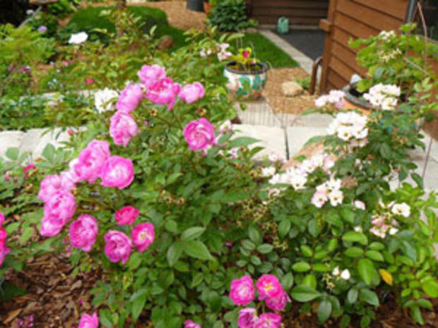 Northern Accent Shrub Roses 