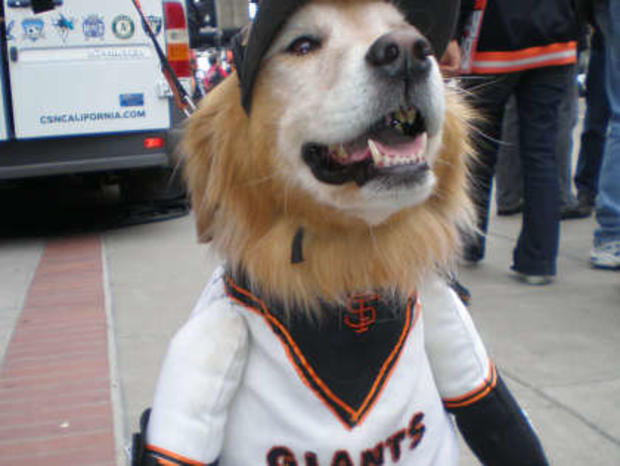 Giants Fans At The World Series  