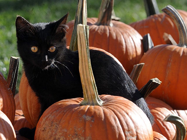001-black-cat.jpg 