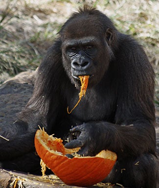 010-ape.jpg 