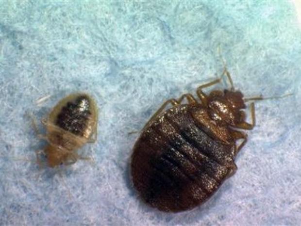 Bed Bugs Bedbugs 