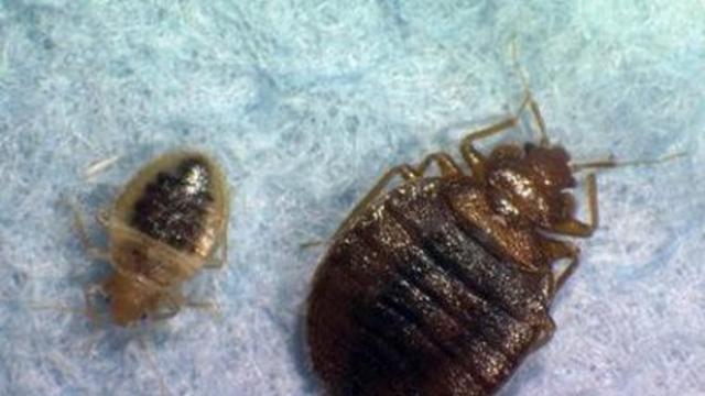 bed-bugs-bedbugs.jpg 