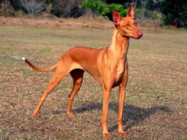 pharaoh-hound.jpg 