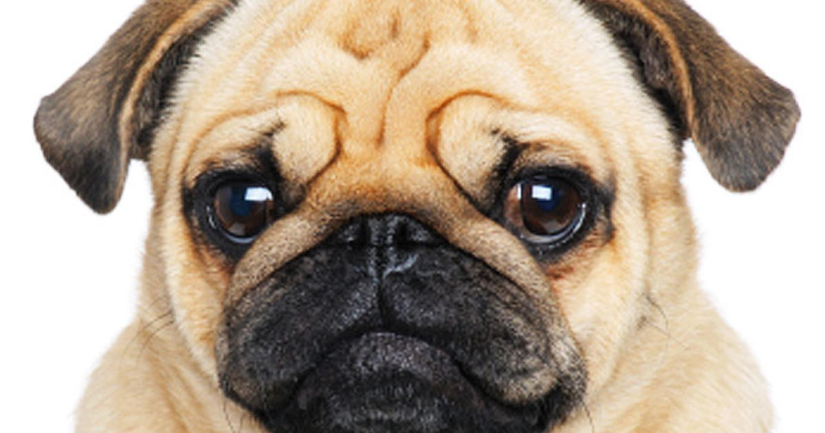 Is Your Dog Crazy? 15 Nutty Behaviors Explained