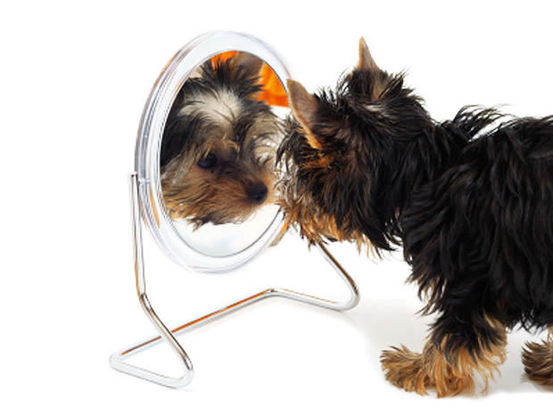 dog in mirror 