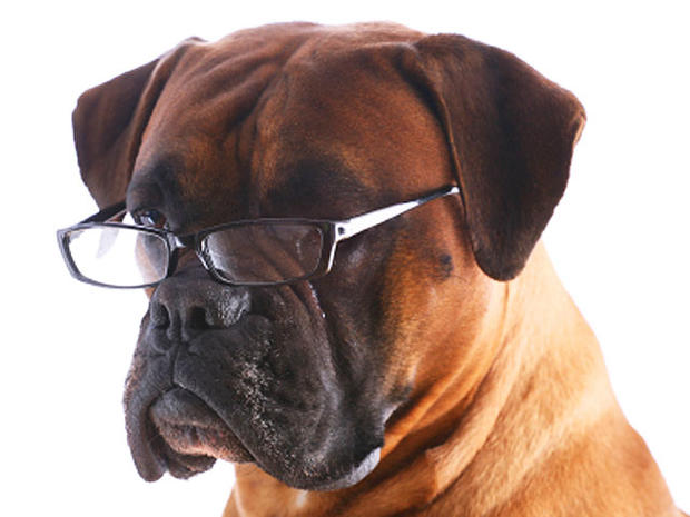 dog in glasses 