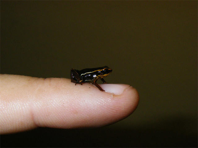Forget Cute; World's Smallest Frog Packs Poison Punch - CBS News