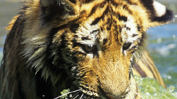Asia's Tigers Under Siege 