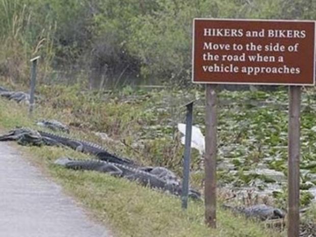 hikersalligators.jpg 